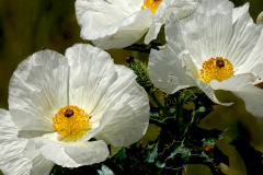 Cactus Flower