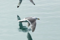 Seagulls in Formation