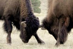 2 Bison