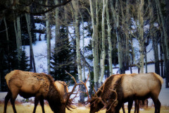 4 Bull Elk