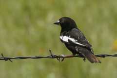 Bird on Wire