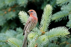 Cardinal In Tree