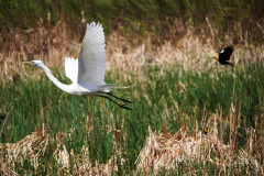 Crane, Blackbird