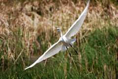 Crane in Flight