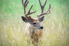 Deer