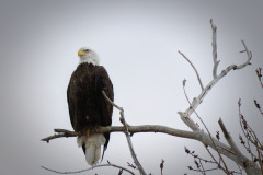 Bald Eagled on Branch