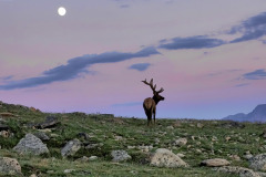 Elk In the Moon Light