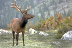 Elk Posing