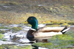 Mallard