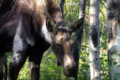 Moose in Trees