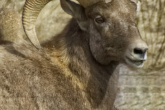 Ram