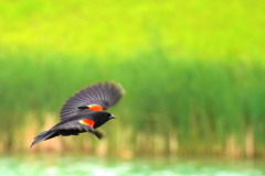 Red Winged Black Bird