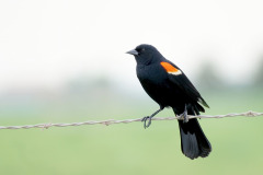 Red Winged Blackbird on Wire