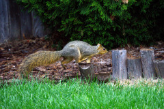 Running Squirrel