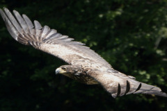 Bald Eagle, Juvenile - 2