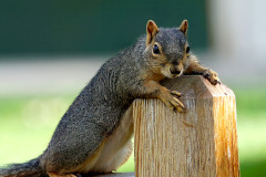 Squirrel Faceoff