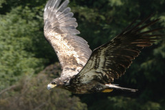 Bald Eagle, Juvenile - 1